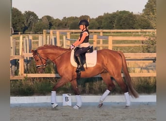 Poni alemán, Caballo castrado, 4 años, 156 cm, Alazán