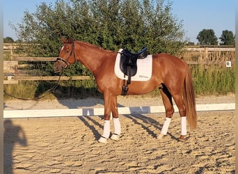 Poni alemán, Caballo castrado, 4 años, 156 cm, Alazán