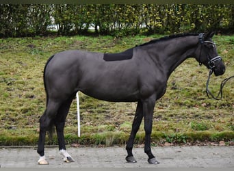 Poni alemán, Caballo castrado, 4 años, 156 cm, Negro