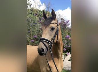Poni alemán, Caballo castrado, 4 años, 158 cm, Buckskin/Bayo