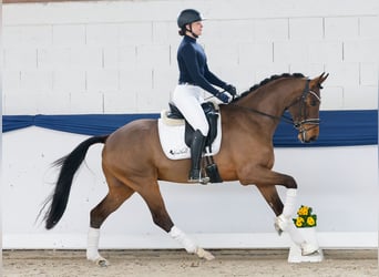 Poni alemán, Caballo castrado, 4 años, 165 cm, Castaño