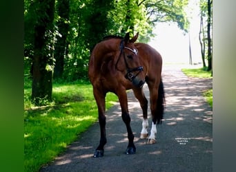 Poni alemán, Caballo castrado, 4 años, 178 cm, Castaño