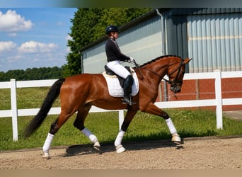 Poni alemán, Caballo castrado, 4 años, 178 cm, Castaño