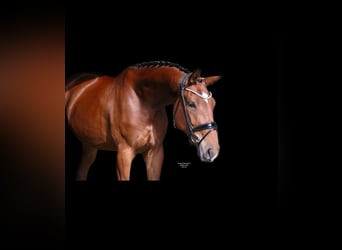 Poni alemán, Caballo castrado, 4 años, 178 cm, Castaño