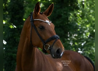 Poni alemán, Caballo castrado, 4 años, 178 cm, Castaño