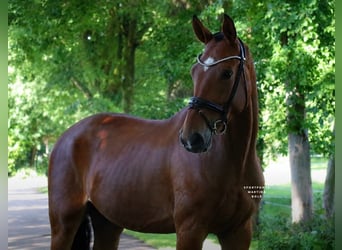 Poni alemán, Caballo castrado, 4 años, 178 cm, Castaño