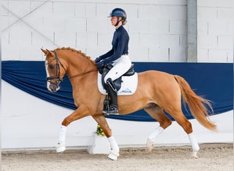 Poni alemán, Caballo castrado, 4 años, Alazán