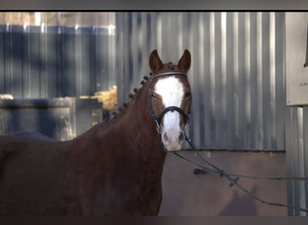 Poni alemán Mestizo, Caballo castrado, 4 años, Alazán