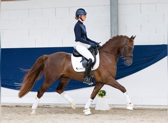 Poni alemán, Caballo castrado, 4 años, Alazán-tostado