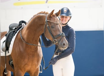 Poni alemán, Caballo castrado, 4 años, Alazán-tostado