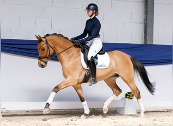 Poni alemán, Caballo castrado, 4 años, Bayo