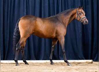 Poni alemán, Caballo castrado, 4 años, Castaño