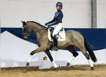 Poni alemán, Caballo castrado, 4 años, Castaño oscuro