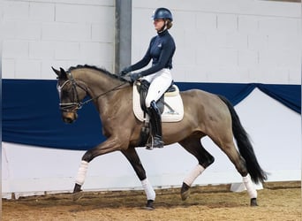 Poni alemán, Caballo castrado, 4 años, Castaño oscuro