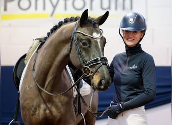 Poni alemán, Caballo castrado, 4 años, Castaño oscuro