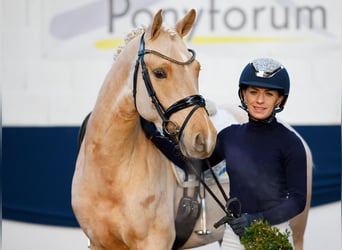 Poni alemán, Caballo castrado, 4 años, Palomino