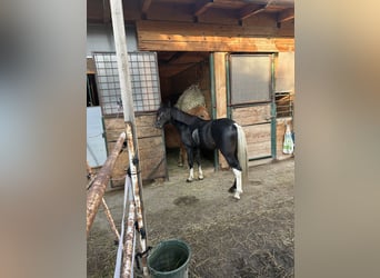 Poni alemán Mestizo, Caballo castrado, 5 años, 125 cm, Pío