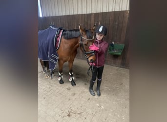 Poni alemán, Caballo castrado, 5 años, 137 cm, Castaño