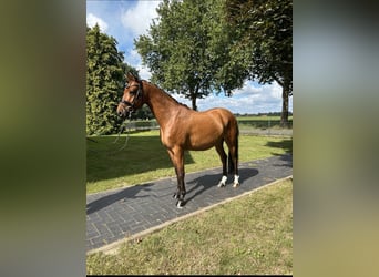 Poni alemán, Caballo castrado, 5 años, 137 cm, Castaño