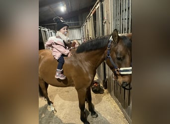 Poni alemán, Caballo castrado, 5 años, 137 cm, Castaño