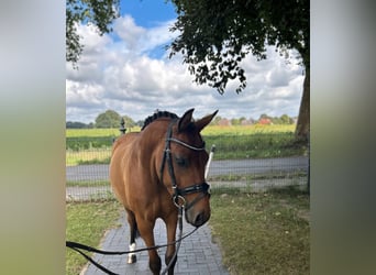 Poni alemán, Caballo castrado, 5 años, 137 cm, Castaño