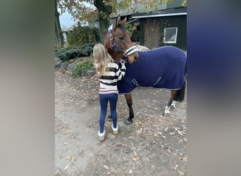 Poni alemán, Caballo castrado, 5 años, 137 cm, Castaño