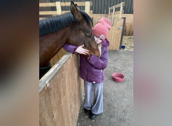 Poni alemán, Caballo castrado, 5 años, 137 cm, Castaño