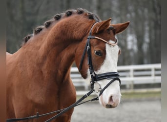 Poni alemán, Caballo castrado, 5 años, 138 cm, Alazán-tostado