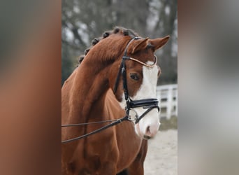 Poni alemán, Caballo castrado, 5 años, 138 cm, Alazán-tostado