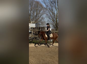 Poni alemán, Caballo castrado, 5 años, 143 cm, Castaño
