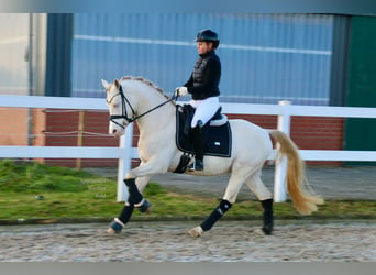 Poni alemán, Caballo castrado, 5 años, 143 cm, Cremello