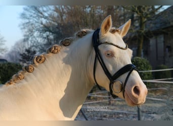 Poni alemán, Caballo castrado, 5 años, 143 cm, Cremello