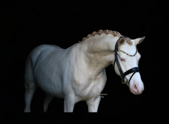 Poni alemán, Caballo castrado, 5 años, 143 cm, Cremello