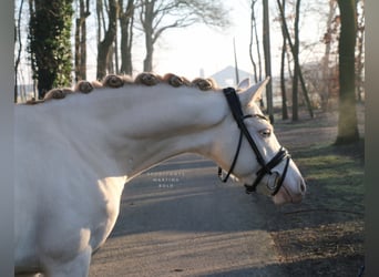 Poni alemán, Caballo castrado, 5 años, 143 cm, Cremello