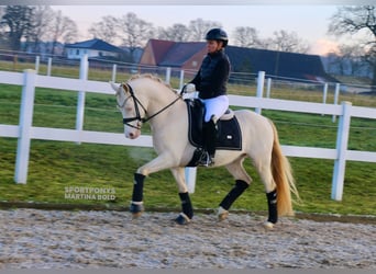 Poni alemán, Caballo castrado, 5 años, 143 cm, Cremello