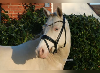 Poni alemán, Caballo castrado, 5 años, 143 cm, Cremello