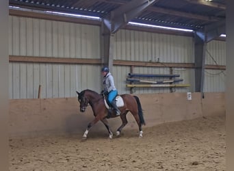 Poni alemán, Caballo castrado, 5 años, 144 cm, Castaño