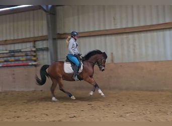 Poni alemán, Caballo castrado, 5 años, 144 cm, Castaño