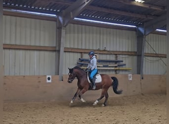 Poni alemán, Caballo castrado, 5 años, 144 cm, Castaño