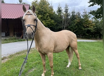 Poni alemán Mestizo, Caballo castrado, 5 años, 144 cm, Perla