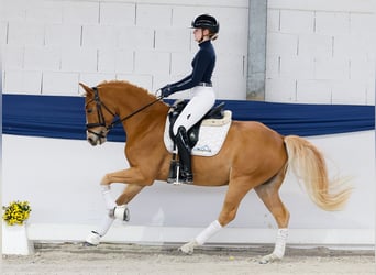Poni alemán, Caballo castrado, 5 años, 145 cm, Alazán