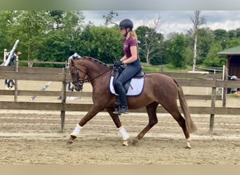 Poni alemán, Caballo castrado, 5 años, 145 cm, Alazán-tostado