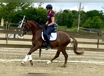 Poni alemán, Caballo castrado, 5 años, 145 cm, Alazán-tostado