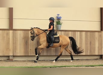 Poni alemán, Caballo castrado, 5 años, 145 cm, Bayo