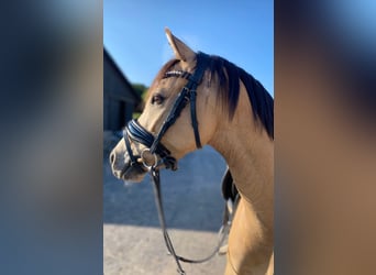Poni alemán, Caballo castrado, 5 años, 145 cm, Buckskin/Bayo