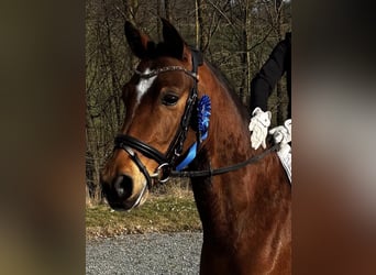 Poni alemán, Caballo castrado, 5 años, 145 cm, Castaño