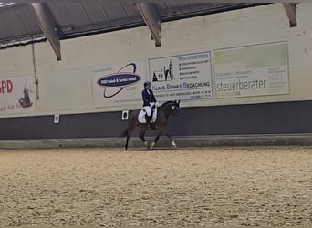 Poni alemán, Caballo castrado, 5 años, 145 cm, Castaño