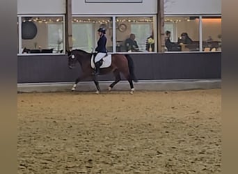 Poni alemán, Caballo castrado, 5 años, 145 cm, Castaño