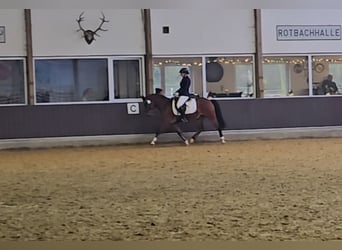 Poni alemán, Caballo castrado, 5 años, 145 cm, Castaño