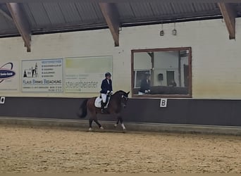 Poni alemán, Caballo castrado, 5 años, 145 cm, Castaño